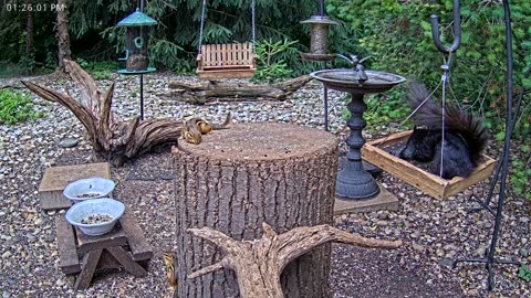LIVE 24/7 Indiana Birds, Squirrels and Wildlife Feeder Cam