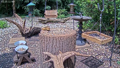 LIVE 24/7 Indiana Birds, Squirrels and Wildlife Feeder Cam