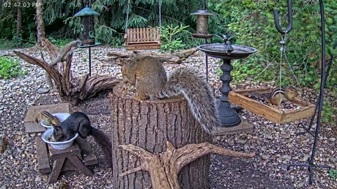 LIVE 24/7 Indiana Birds, Squirrels and Wildlife Feeder Cam