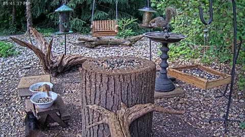 LIVE 24/7 Indiana Birds, Squirrels and Wildlife Feeder Cam