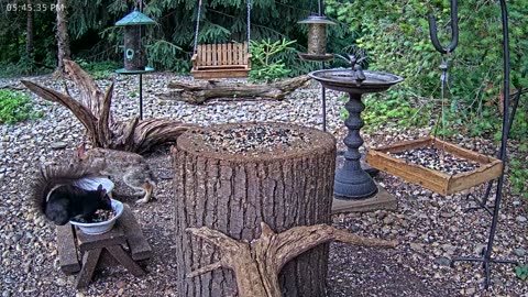 LIVE 24/7 Indiana Birds, Squirrels and Wildlife Feeder Cam