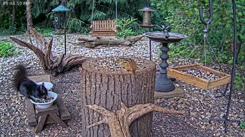 LIVE 24/7 Indiana Birds, Squirrels and Wildlife Feeder Cam