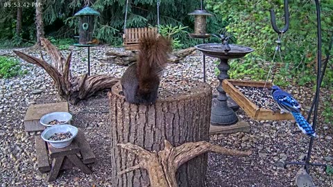 LIVE 24/7 Indiana Birds, Squirrels and Wildlife Feeder Cam