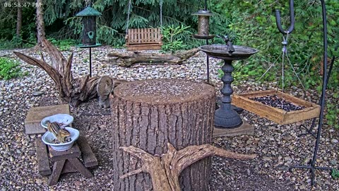 LIVE 24/7 Indiana Birds, Squirrels and Wildlife Feeder Cam