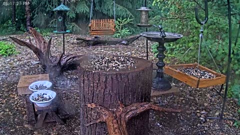 LIVE 24/7 Indiana Birds, Squirrels and Wildlife Feeder Cam