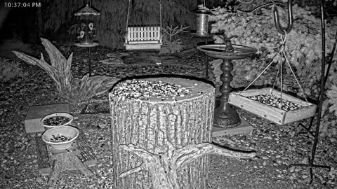 LIVE 24/7 Indiana Birds, Squirrels and Wildlife Feeder Cam
