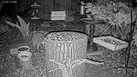 LIVE 24/7 Indiana Birds, Squirrels and Wildlife Feeder Cam