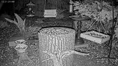 LIVE 24/7 Indiana Birds, Squirrels and Wildlife Feeder Cam