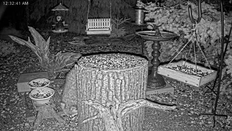 LIVE 24/7 Indiana Birds, Squirrels and Wildlife Feeder Cam