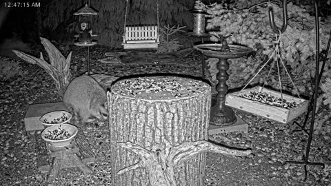 LIVE 24/7 Indiana Birds, Squirrels and Wildlife Feeder Cam