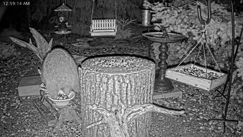 LIVE 24/7 Indiana Birds, Squirrels and Wildlife Feeder Cam