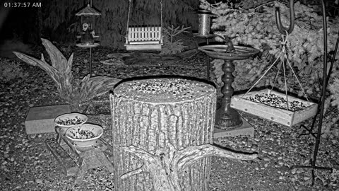 LIVE 24/7 Indiana Birds, Squirrels and Wildlife Feeder Cam