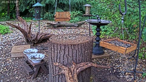 LIVE 24/7 Indiana Birds, Squirrels and Wildlife Feeder Cam