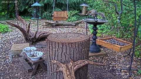 LIVE 24/7 Indiana Birds, Squirrels and Wildlife Feeder Cam