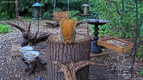 LIVE 24/7 Indiana Birds, Squirrels and Wildlife Feeder Cam