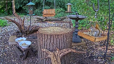LIVE 24/7 Indiana Birds, Squirrels and Wildlife Feeder Cam
