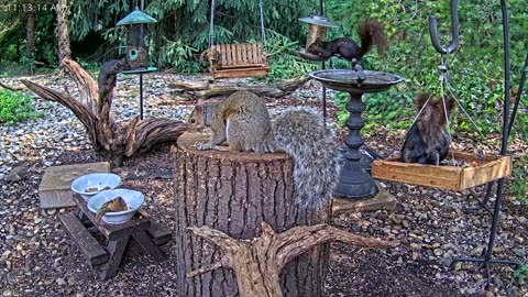 LIVE 24/7 Indiana Birds, Squirrels and Wildlife Feeder Cam