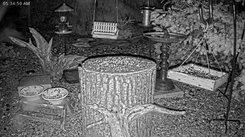 LIVE 24/7 Indiana Birds, Squirrels and Wildlife Feeder Cam