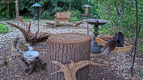 LIVE 24/7 Indiana Birds, Squirrels and Wildlife Feeder Cam
