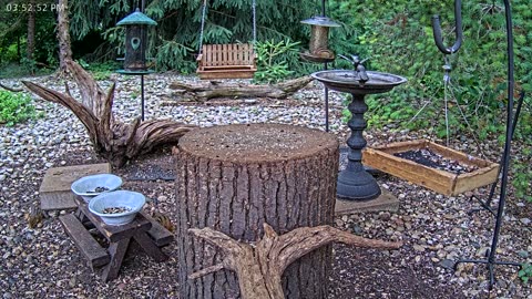 LIVE 24/7 Indiana Birds, Squirrels and Wildlife Feeder Cam