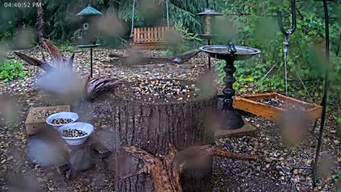 LIVE 24/7 Indiana Birds, Squirrels and Wildlife Feeder Cam