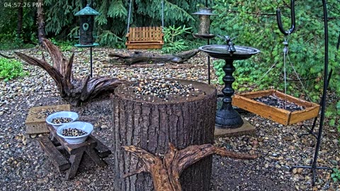 LIVE 24/7 Indiana Birds, Squirrels and Wildlife Feeder Cam