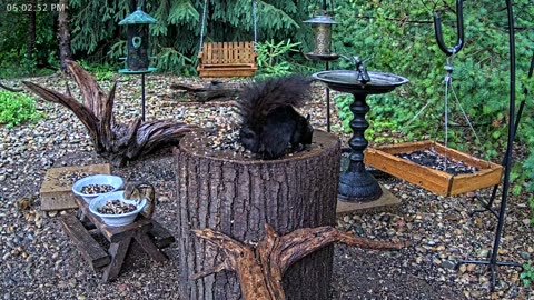 LIVE 24/7 Indiana Birds, Squirrels and Wildlife Feeder Cam
