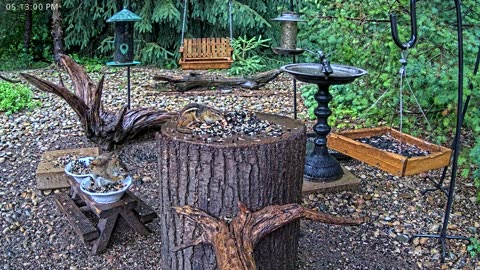 LIVE 24/7 Indiana Birds, Squirrels and Wildlife Feeder Cam
