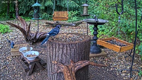 LIVE 24/7 Indiana Birds, Squirrels and Wildlife Feeder Cam