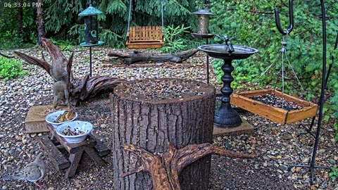 LIVE 24/7 Indiana Birds, Squirrels and Wildlife Feeder Cam