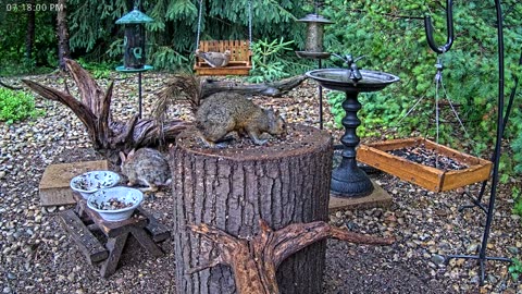 LIVE 24/7 Indiana Birds, Squirrels and Wildlife Feeder Cam