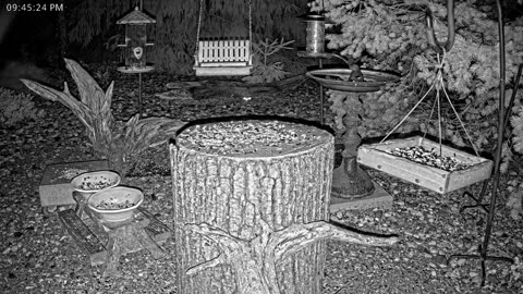 LIVE 24/7 Indiana Birds, Squirrels and Wildlife Feeder Cam