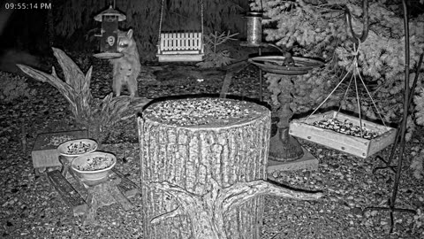LIVE 24/7 Indiana Birds, Squirrels and Wildlife Feeder Cam