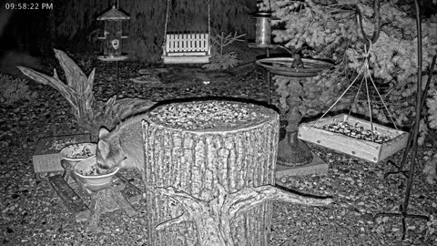LIVE 24/7 Indiana Birds, Squirrels and Wildlife Feeder Cam