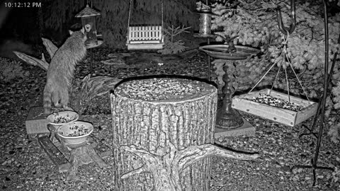 LIVE 24/7 Indiana Birds, Squirrels and Wildlife Feeder Cam