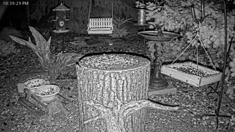 LIVE 24/7 Indiana Birds, Squirrels and Wildlife Feeder Cam