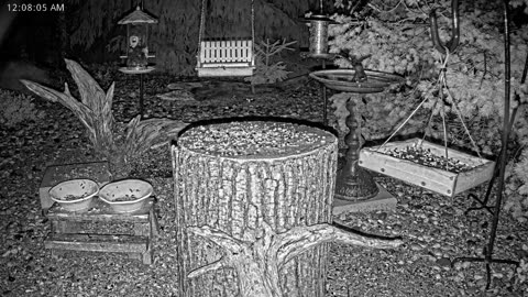 LIVE 24/7 Indiana Birds, Squirrels and Wildlife Feeder Cam