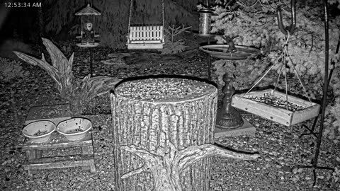 LIVE 24/7 Indiana Birds, Squirrels and Wildlife Feeder Cam