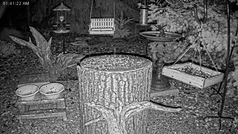 LIVE 24/7 Indiana Birds, Squirrels and Wildlife Feeder Cam
