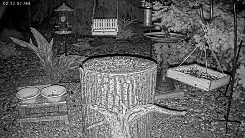 LIVE 24/7 Indiana Birds, Squirrels and Wildlife Feeder Cam