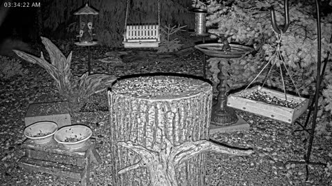 LIVE 24/7 Indiana Birds, Squirrels and Wildlife Feeder Cam