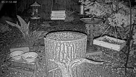 LIVE 24/7 Indiana Birds, Squirrels and Wildlife Feeder Cam