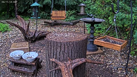 LIVE 24/7 Indiana Birds, Squirrels and Wildlife Feeder Cam