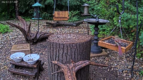 LIVE 24/7 Indiana Birds, Squirrels and Wildlife Feeder Cam