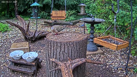 LIVE 24/7 Indiana Birds, Squirrels and Wildlife Feeder Cam