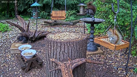 LIVE 24/7 Indiana Birds, Squirrels and Wildlife Feeder Cam