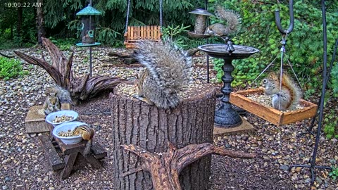 LIVE 24/7 Indiana Birds, Squirrels and Wildlife Feeder Cam