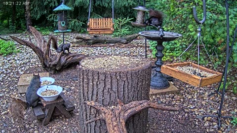 LIVE 24/7 Indiana Birds, Squirrels and Wildlife Feeder Cam