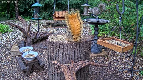 LIVE 24/7 Indiana Birds, Squirrels and Wildlife Feeder Cam