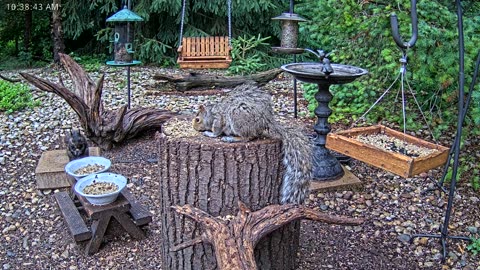 LIVE 24/7 Indiana Birds, Squirrels and Wildlife Feeder Cam